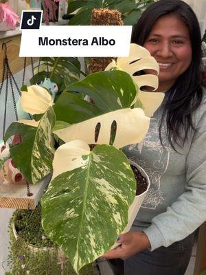 Monstera Albo tutor y transplante #plantasdeinterior #monstera #ivetsuculentasymas 