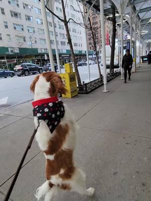 Can you believe it? This is what traveling in New York City with Dexter looks like! #dexterdogouray #funnydogsoftiktok #funnymoments #funnydogs #furloves 