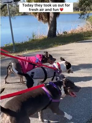 A heartwarming day out for some of our long timers. Life hasn’t always been kind to Cedric, Sophia, and Chakra, but today was a reminder of the love every dog deserves. These three special pups have been through so much, and we wanted to give them a break from the shelter to enjoy the fresh air and sunshine at the park. ♥️    🐾 Cedric (2 years old) Cedric is a total sweetheart! While his past remains a mystery, we know he is a highly affectionate and playful dog who loves making new friends. Cedric is treat-motivated, knows “sit,” and loves to cuddle after he’s burned off some energy. Thanks to Florida Panthers’ #9 Sam Bennett and his Benny’s Buddies program, Cedric’s adoption fee is fully covered!   🐾 Sophia (2 years old) Sophia is the queen of zoomies and self-play! This playful, silly girl loves tossing her toys in the air, running, and then snuggling up when she’s ready to relax. Sophia gets along well with other dogs and is curious about cats. She’s searching for an active, loving home. Thanks to @jrdunnjewelers, her adoption fee has already been covered!   🐾 Chakra (5 years old) Chakra has been patiently waiting since early November for her second chance at love. She’s a toy enthusiast who carefully selects her favorites and finds pure happiness in playtime. Chakra is housebroken, knows “sit,” and adores being petted.   These incredible dogs are ready to share the unconditional love they so freely give. What these pups would really love is to be adopted in time to walk with you at the 35th Annual VCA Walk for the Animals!   The Walk is taking place on Saturday, February 1st, at Las Olas Intracoastal Promenade Park. 🏝️ All proceeds will benefit the homeless pets at the Humane Society of Broward County.   To meet any of these amazing animals, please fill out a pre-adoption application at www.humanebroward.comand stop by. The shelter is located at 2070 Griffin Road, Fort Lauderdale and opens daily at 11 AM. If you have any questions call 954-989-3977 ext. 6.  #Florida #fortlauderdale #browardcounty #rescuedog #shelterdog #adoptme #adoptdontshop #humanebroward #fortlauderdale #dogrescue #doglovers #dogshelter #dog #dogsofinstagram #rescue #dogs #puppy #kitten #cat #animals #animalrescue #animalshelter #pets #walkfortheanimals #walk4theanimals  