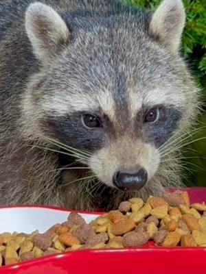 Baby raccoons are eating dog food and drinking water #raccoonlife #raccoonsoftiktok #babyraccoon #eating #raccoon #theraccoonvillage #fyp @The Raccoon Village @The Raccoon Village @The Raccoon Village 