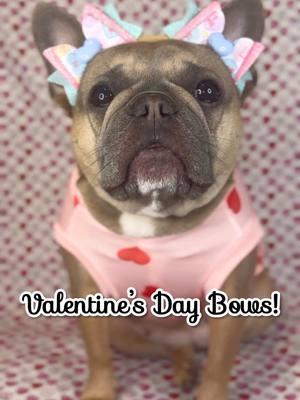 Our “be mine” bow is almost sold out! Grab yours while you can!😍🎀  #valentines #ValentinesDay #frenchiesofinstagram #frenchielove #frenchielife #frenchieoftheday #bulldog #dogs #puppylove #dogaccessories  #puppies #frenchiemom #frenchiepuppy #frenchbulldog #frenchie #frenchies #dogmodel #dogbows #doberman #dachshund #poodle #pitbull #bully #lab #husky #canecorso #yorkie #schnauzer #shitzu  