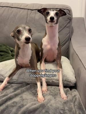 Our human got to see @Hank & Karl today and all we got was this lousy video 🤭🐶 #italiangreyhounds #iggies #doppleganger #cutedogs 