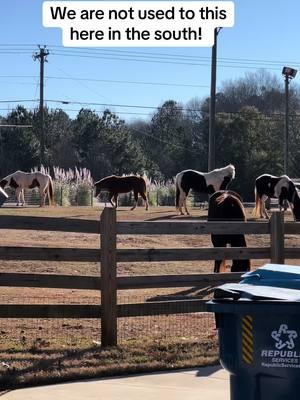 We are not used to this here in the south! Watch the horses when they breathe! Winter Storm watch 2025. Snow in Georgia is very rare. #horse #horsetok #horsesoftiktok #horsesontiktok #horsegirl #americandreamfarm #stormwatch2025 #horsesandsnow #coldweather #georgia #georgiaweather 