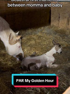 PAR My Golden Hour #horse #horsesoftiktok #foal #horsebreeder #foalsoftiktok #painthorse #americanpainthorse #painthorsesoftiktok #medicinehat #beautifulhorse #newborn #babyhorse 