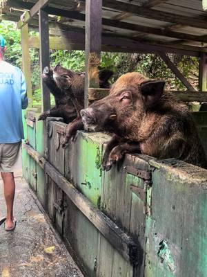 When in St Croix make sure to stop in at The Domino Club to give a libation to the beer drinking piggies! #usvi #dominoclubstx #stx #westisbest #frederiksted 