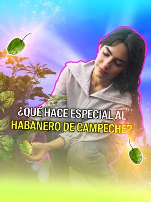 ¿Sabías que el chile habanero de la Península de Yucatán es especial? ✨En Cocinando con la Naturaleza, @Mandoka visitó a una familia productora de habanero en Campeche y preparó una receta sensacional. 💥¡No te lo pierdas! El episodio completo está en el canal de Youtube de Lyncott #branded