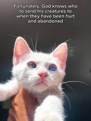 🩷 @BOBBIJO JOHNSON 🪩🎀✨ inspo #cats #animals #wholesome #rescue #bibbleandnori 