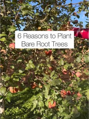 Hello everyone! Now is a great time to plant bare-root fruit and nut trees, berry canes, and vines!  Bare-root fruit trees and shrubs are sold without any soil around their roots. Their roots are usually wrapped in moist material to prevent drying. They’re available for purchase during the dormant season, usually in late winter to early spring. Bare root plants can be planted as soon as the soil has thawed and is workable. Keep the soil moderately moist after planting. We water once a week if we don’t receive rainfall. It can take up to 6 weeks for them to leaf out (bud break) after planting.  Top 6 Reasons To Plant Bare Root Fruit Trees and Shrubs: 1. Budget-friendly, they’re usually more affordable than ones grown in containers, making them an excellent option for starting your food forest or backyard orchard!  2. They come in a wide selection of cultivars suitable for various growing environments. 3. Bare root plants are known for their adaptability. Once the roots settle in and acclimate to diverse soil types, they may grow faster. 4. They’re lighter and easier to handle! 5. Trees can focus on root development before growing foliage, reducing transplant shock. 6. Eco-friendly and sustainable due to less packaging and plastic containers. If you found this information helpful and want to order bare-root trees and shrubs, the link is in my bio and below. Thank you!  Happy planting! Misilla  Use code learntogrow10 for a 10% savings at foodforestnursery.com. The link is in my bio and stories.  As an affiliate,  I receive compensation for your purchase. Thank you so much for your support!🙏🏽❤️ #fyp #foryoupage #fruittrees #gardeningtips #growfood #growyourfood #growyourownfood 