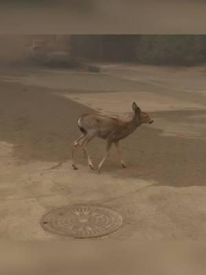 This heartbreaking video shows a deer searching for safety in the Southern California community of Altadena, where the Eaton Fire is burning. As of Wednesday afternoon, the fire has burned about 2,925 acres.  #eatonfire #News #sanfrancisco #LosAngeles