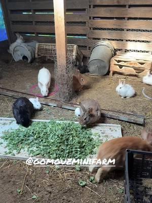 @gomguz mini farm tienen#s #muchas #bendiciones #gracias por que ya tendrá #novia mi #conejoconstancio aquí en el #rancho de #rancherainexperta #constancio #conejo #conejos