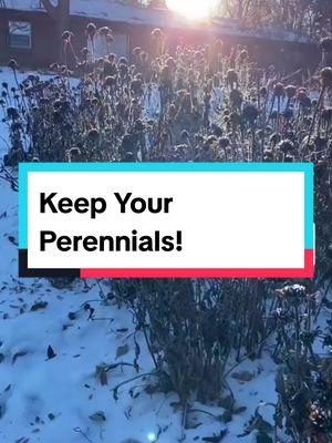 Try keeping your perennials up year round to support local wildlife! 🦊 #Perennials #winter #winterizing #yard #garden #winterplants #wildlife #localwildlife #gardening #nature #flowers 