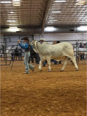 V6 Ms Thunderstruck 031  The sour patch kid of our herd! Sweet as pie and ornery as hell, all at the same time!  ##TheV6Ranch##TheV6RanchFam##brahman##brahmancattle##brahmanbaria##fyp##fypシ゚viral##farmkids##fyppppppppppppppppppppppp##V6Brahmans##viraltiktok##foryourpage##cattleshow##showcattle 