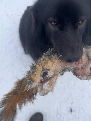 Looks like she’s having squirrel for dinner. 🐿️ #wolfdog #wolf #wolves #wolfhybrid #dog #dogs 