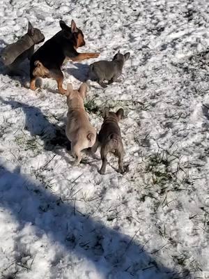 Some fun in the snow #frenchbulldog #frenchiesoftiktok #frenchiepuppies #tornadoalleykennelz #puppiesoftiktok 