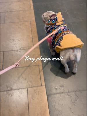 Mall time with my family #Love #shopping #bayplaza #frenchies #lilacfrenchie #isabellafrenchie 