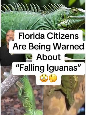 Falling Iguanas In Florida #florida #winter #cold #coldweather #snow #animals #reptile #lizards #python #iguanas #trending #news #greenscreenvideo #greenscreen #snake 