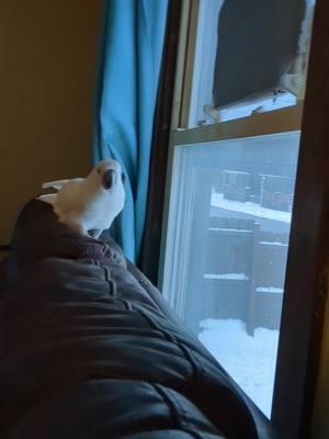 Chicken run 🐔 #furbythebirb #beautifulbirds #parrots #birdvideos #cutebirds #parrotsoftiktok #umbrellacockatoo #cockatoos #cockatoo #cockatoosoftiktok #talkingbird #cutebirdvideos #exoticpet #fyp #birdsoftiktok #mypetparrot #run #Running 