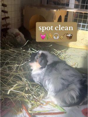 happy wednesday my loves ✨💓🧺 here’s a very satisfying reset 🤭 #guineapig #smallanimals #cleaning #cleaningmotivation #spotclean #guineapigsoftiktok #reset #CleanTok 