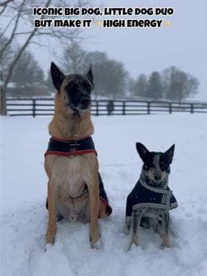 I didn’t choose the cr*ck-head energy dog life, it chose me. Their ears never stay still ! Also @Horseware Ireland I will gladly let you use my dogs as models 😏 #dogowner #farmlife #farmowner #kentucky #snow #snowday #winterstorm #blair #horseware #cold #winter #january #wednesday #malinois #heeler #ratterrier #cuties #dogmom #horseowner #cute #highenergy #maligator #brothers #equestrian 