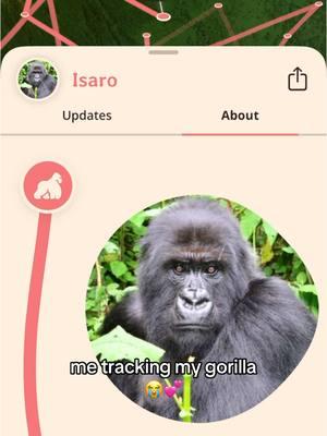 MY SHAYLA!!! 🥺 #myshayla #animal #animals #animalsoftiktok #gorillas #gorilla #animallover #animallovers #animalloversoftiktok #myfahlo 