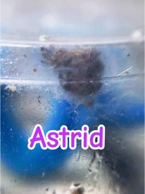 Astrid molted to #i6 !! I’m so excited! #astridjumpingspider #jumpingspider #jumpingspidermolt #jumpingspideroftiktok #spidertok #molt #babyjumpingspider #regaljumpingspider 