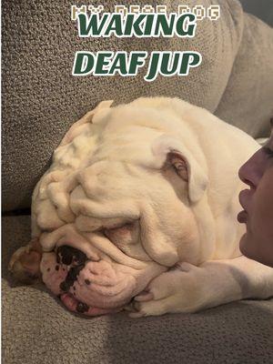 Sometimes he can sense that I am there..if he isn’t in a deep sleep. #deafdog #jupiterthebulldog #englishbulldog #wakingdog #sleepingdog #deaf 