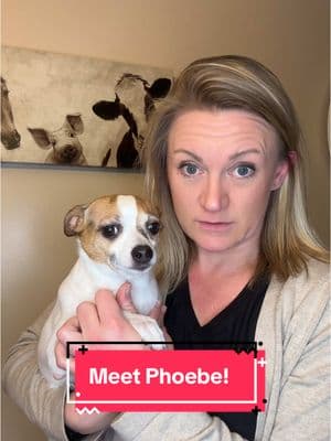 Comment your questions about my dogs or rat terriers! #cutestdogs #cutedogs #ratterrier #smalldogs #meetmydogs #dogsoftiktok #creatorsearchinsights 