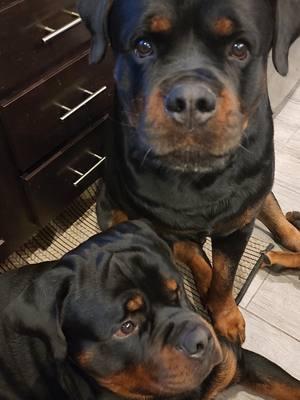 Our prayers and thoughts go out to those affected by the devastating fires in Cali. Thank God we're south of the fires. Thanks for your concern. By the way this is Retro & Ready(Father & Son)💖 #RamboRetro #Retro #Ready #fyp #Rottweilers #Rotties #pets #influencer #DC #GA #Cali #Rambo #Rascal #Rosh #dogs #Dad #Son 