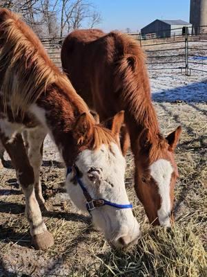 Lots of comments about our new BIG baby and that she should be weaned. Just a reminder we have had her only 4 days ... and we have to think about the best way to do things.  #horserescuereality #hifromsouthdakota #horseauction #