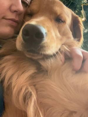 I love my 80lb weighted blanket 🥹❤️ #goldenretriever #dogtok #goldenretrieverpuppy #puppysnuggles 