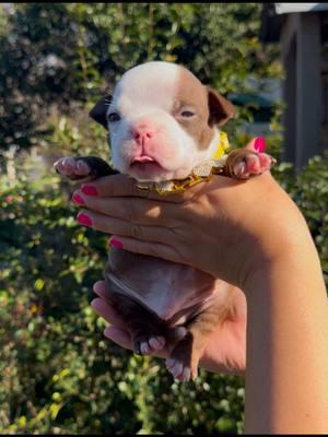 Adorable little boy 💙 dm to reserve him📲 @Danielsanchezzz90 @Jesus Sanchez @Leo  #chocolatebully #chocolate #micro #bestbreedever #bestfriend #abkcregistered  #dogsoftiktok #puppies #pup #adorableanimals #adorablepets #petstory #cutiestsmile #cute #boys #boymomlife 