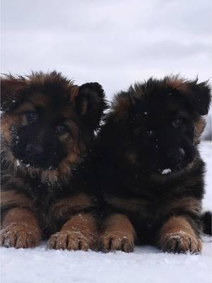 Double the love, double the trouble! These two sisters are inseparable 🐾💕 Watching their bond grow is the sweetest part of the journey. #SistersForLife #HughstonGermanShepherds #GermanShepherdPuppy #GSDPuppy #PuppyLove #WGSL #PuppyLife #DogBreeder #PuppyReel #DogLovers #WorkingLineGSD #PuppyAdventures #FutureProtector #LoyalCompanion #PuppyTraining #GermanShepherdBreeder 