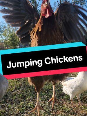 Okay, I had to do one more! 🤣🤣 🐓🐔 #funnychickens #chickens #farmtok #chickentok #trend #homesteadtoktok 