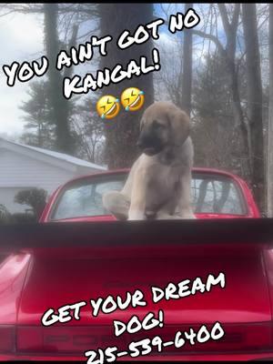 Be like Eddie! Get yourself a Kangal!….. Puppies ready! Reserve your puppy today! 215-539-6400  #u#ultimatepuppiesm#musclek#kangalc#canecorsom#monsterp#puppiesforsalec#caucasianovcharkaz#zztopp#presacanariof#followersp#puppiesoftiktokp#puppiesofinstagramp#protectiona#alabaic#centralasianshepherdc#corsoitalianof#fypg#greenscreena#apbtofinstagramb#bigdogoftiktokd#dogoargentinoc#canecorspuppyb#bullyp#puppyn#nycn#newyorkf#foryoul#losangelesh#houstonm#miamib#bostonc#chicagop#philadelphiaa#apbtb#boerboele#everyonef#foryoupagep#pitbullp#presacanarioa#alabaif#foryoupageoficallv#veteranfollowers