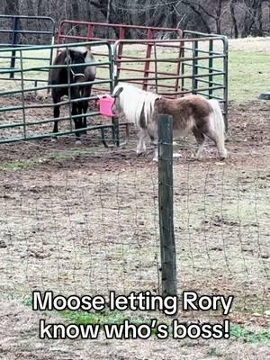 Moose on the Loose!  #shetlandpony  #shetlandponytiktok #buckcreekroans #cowgirlwithagun #studcolt #rory #aqhastallion #bayroanstudcolt