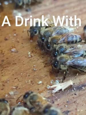 2024-10-25 HavingADrinkWithFriends#beeholding #honeybeeremoval