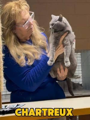 𝐂𝐇𝐀𝐑𝐓𝐑𝐄𝐔𝐗  𝐿𝑈𝑇𝐸𝐶𝐸 𝑂𝑍𝑀𝐴.  Judge Vicki Nye. Premiership final.   #cfacatshow #chartreux #chartreuxcat #chartreuxcats #bestcat #bestcat 