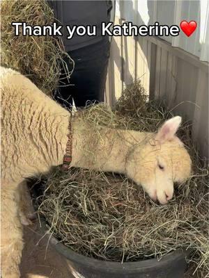 ❤️A huge thank you to Katherine for her generous support!  🦙We fed some very excited alpacas their hay, and their reactions say it all! Your support makes a difference—thank you for being a part of our farm family!  ⬇️If you are interested in supporting any of our animals, please visit our website: EagleEyeFarm.net #eagleeyefarm #alpacas #thankyou #donation #farmfamily #community #alpacalove #riverfallswi #farmgirlfab #wisconsin #agriculture 