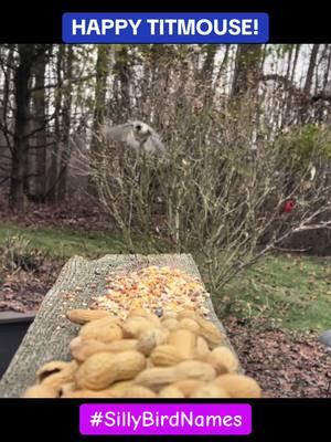 TITMOUSE DAY #birds #birdsoftiktok #feedingbirds #birdfeeder #titmouse  #birdwatching #fyp 