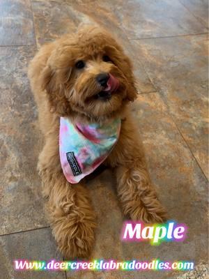 Little Maple loves to lay down for treats! #deercreeklabradoodles #doodlepuppy #doodlepuppies #puppylove #puppydog #puppy #puppies #minigoldendoodle #minilabradoodle #doubledoodle #minidoubledoodle #minidoodle #doodlesoftiktok #puppytiktok #puppytok #puppiesoftiktok #labradoodlepuppy #goldendoodle #goldendoodlepuppy #puppiesonly 