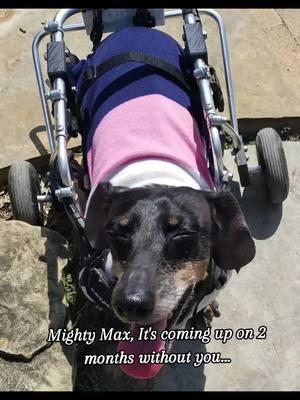 Mighty Max, you are so special I miss you so much #petgrief #petloss #dog  #souldog #petgriefsupport  #petgriefisrealgrief #dogtok  #petlosshurts #petlossgrief #inlovingmemory #dogs #inmemoryofmightymax #whydidyouhavetogo #foreverinmyheart #dach #dachtok  #iloveyou #doxie #heartbroken💔 #grieftok  #mightymax  #istillneedyou #griefjourney #wheeliedog  #thewienersquad #ivdddog #specialneedsdog #dogs #paralyzeddog #heartdog  #dogsoftiktok #ivdd  #wheeliewarriors #senior #dachshundsoftiktok  #dachshund #seniordog 