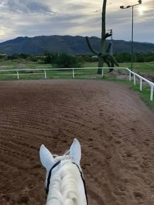 We all know the struggle of trying to fit one saddle to every horse we ride! 😓 At Schleese we have the solution with our VCFS saddle line! Take fitting into your own hands by making adjustments yourself anytime, anywhere. Professional guidance will be virtually available to help you adjust your saddle whenever you need. #schleese #saddlefit #innovation #DIY #equestrian #ride #horseandrider #unique 