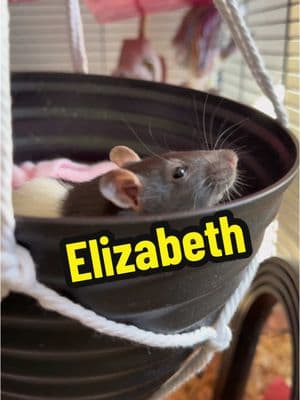 This is one of our new pet rats Elizabeth #pet #PetsOfTikTok #petrat #rat #petrats #petratsoftiktok 