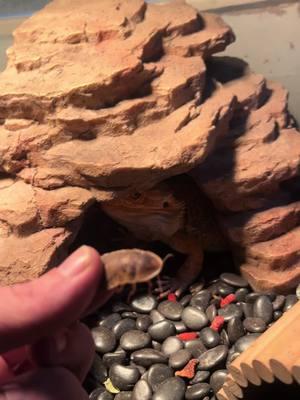 #clyde #beardiesoftiktok #beardeddragon #hungry #feedtime #dubairoaches 