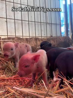 Gorgeous new babies! Only three days old 😍  ##pigsoftiktok##babe##pigtok##piggy##cute##cutepig##funnyvideo##funnypig##baby##babyanimals##piglet##minipig##pigs##little##pig##pigsaspets