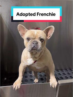 Willow was adopted last year because of one of my videos 🐾😁 ##frenchie##frenchbulldog##bullybreeds##frenchiesoftiktok##bulldog##doggrooming##dogbath##tutorial