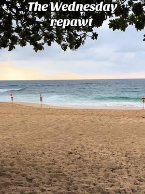 Rough conditions once again as far as the water goes. Temps in the mid 70’s. Wind straight South 25 mph. Solon poking through occasionally and rain expected for Oahu later today. Aloha🤙 #sandys #sandybeach #oahu #hawaii #yessah #lessgo #saferbeachesdowndaroad 