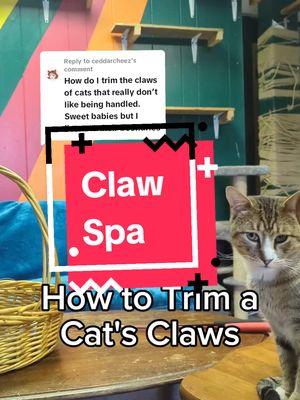 Replying to @madisoncows for your edutainment: how to cut a cat's claws from when I had to regularly care for 20 cats #cats #catcare #cattok #catclaws 