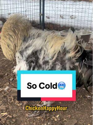 so cold 🥶 #coldweather #brrr #rooster #chickens #funnyanimals #chickensoftiktok #chickenhappyhour  