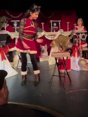 Have you ever wondered what happens when one of the cats doesn’t want to perform? Have no fear, Asti is here to show you how to make a “no thanks” exit. Be sure to come see if she’s ready to perform with her friends in Florida!  #rockcatsrescue #rockcats #acrocats #theamazingacrocats #catmas #acrocat #astithesneak #orlando #orlandoflorida #clearwater #clearwaterflorida #bocaraton #bocaratonflorida #fortpierce #fortpierceflorida #acrocats2025tour 